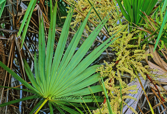 Sabal palmetto  CABBAGE PALMETTO 248422z