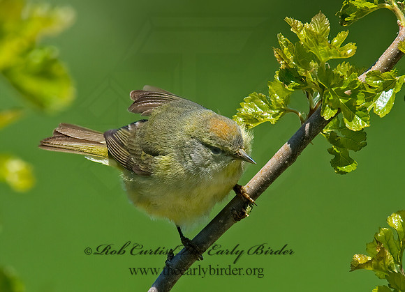 Leiothlypis celata  ORANGE-CROWNED WARBLER 8003723z