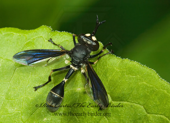 Physocephala tibialis  THICK-HEADED FLY 5012029z