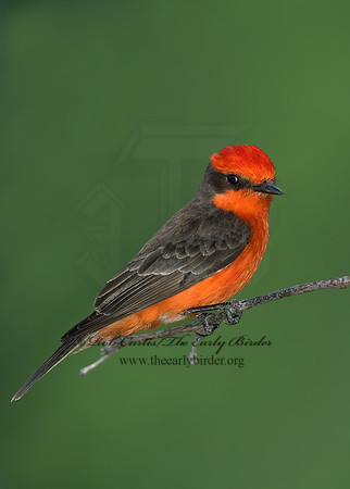 Pyrocephalus rubinus  VERMILION FLYCATCHER 5005284Z