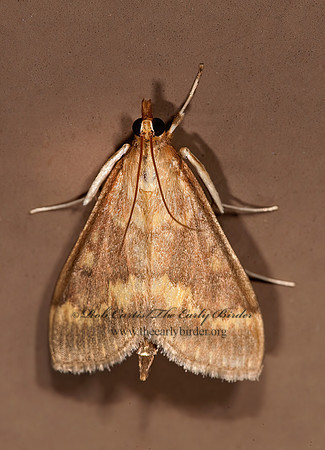 Ostrinia nubilalis EUROPEAN CORN BORER 8023410z
