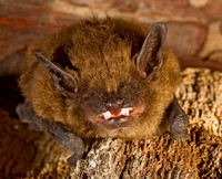 Eptesicus fuscus BIG BROWN BAT 8017094z