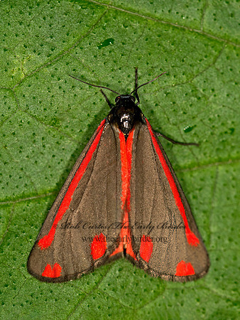 Tyria jacobaeae  CINNABAR MOTH 9060631z