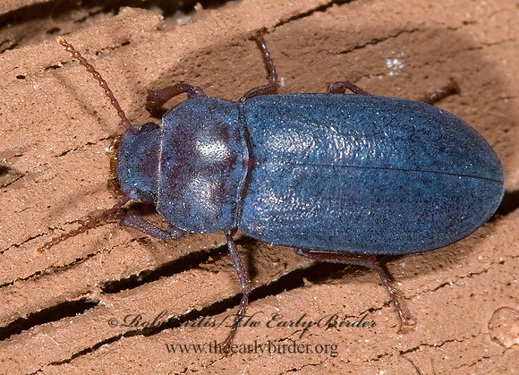 Metoponium  EDROTINI DARKLING BEETLE 6025017z