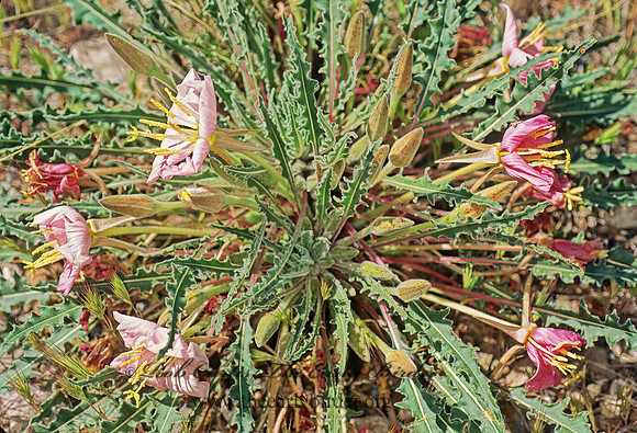 Oenothera caespitosa  TUFTED PRIMROSE 122425z