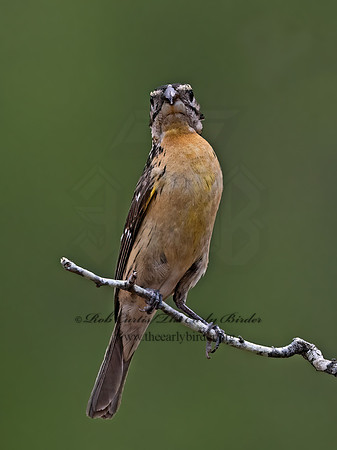 Pheucticus melanocephalus  BLACK-HEADED GROSBEAK 3037017z