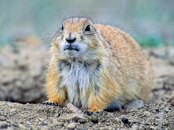 Cynomys ludovicianus  BLACK-TAILED PRAIRIE DOG 144024z