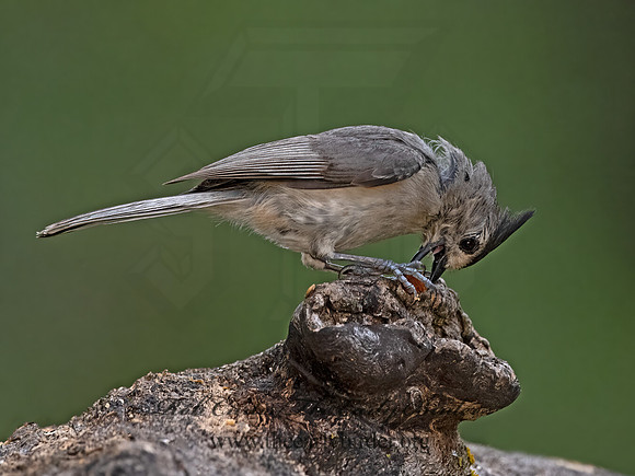 Baeolophus atricristatus  BLACK-CRESTED TITMOUSE 3035519z
