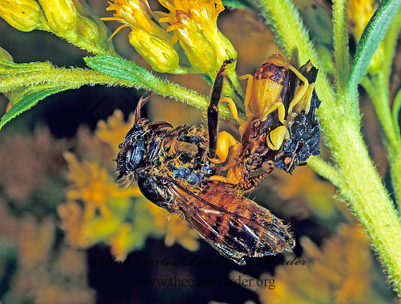 Phymata 80107z
