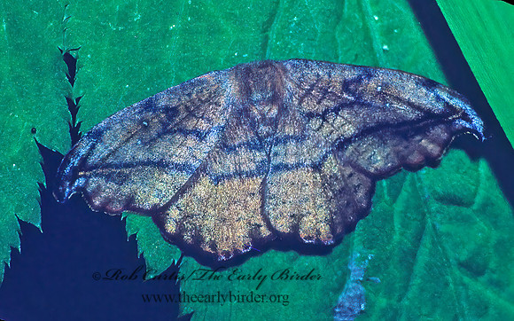 Oreta rosea  ROSE HOOKTIP 28730z