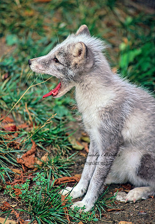 Vulpes lagopus  ARCTIC FOX  59602z