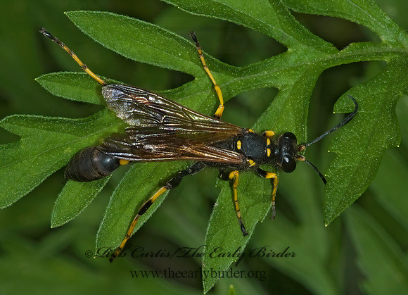 Sceliphron caementarium 5000329z