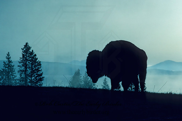 Bison bison  BISON 133805z