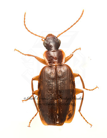 Dromius piceus  LEBIINI GROUND BEETLE 9019592+z