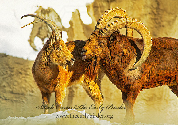 Capra ibex sibirica  SIBERIAN IBEX 160618z