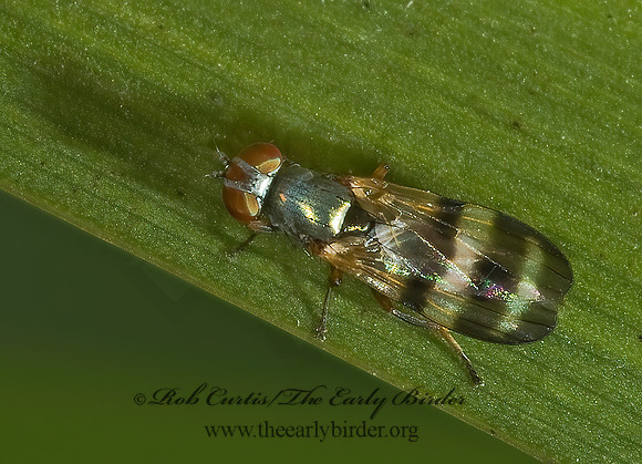 Chaetopsis masyla  PICTURE-WINGED FLY 5000687 spz