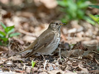 Catharus minimus  GRAY-CHEEKED THRUSH 9022096z