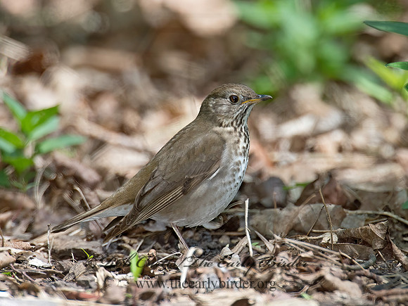 Catharus minimus  GRAY-CHEEKED THRUSH 9022096z