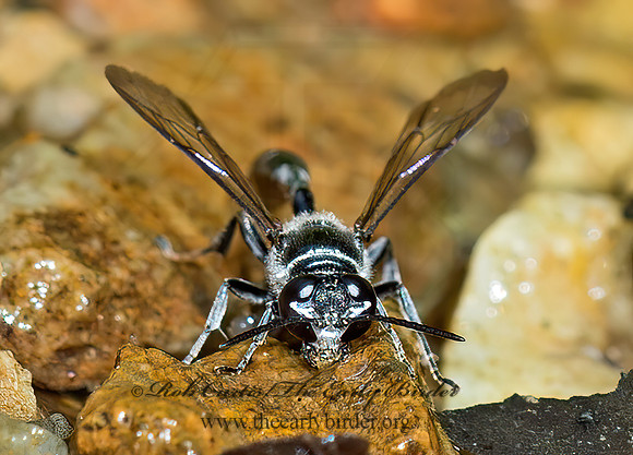 Trypoxylon  SQUARE-HEADED WASP 9051914z