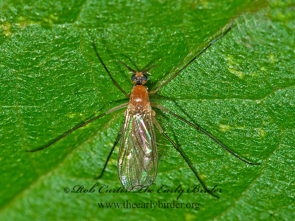 Orfeliini  PREDATORY FUNGUS GNAT 3014167z