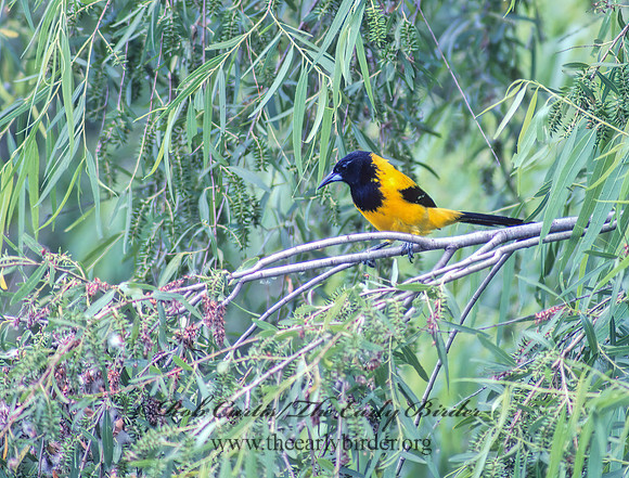 Icterus graduacauda  AUDUBON'S ORIOLE 53830z
