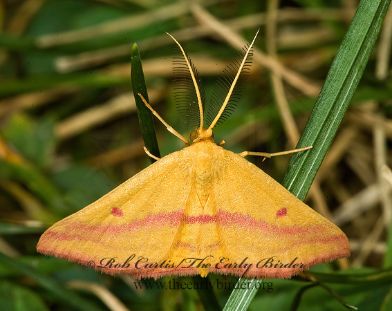 Haematopis grataria CHICKWEED GEOMETER 5012484z