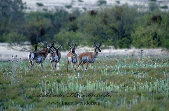 Antilocapra americana  PRONGHORN 5006351z