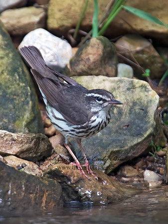 Parkesia motacilla  LOUISIANA WATERTHRUSH 9012064z
