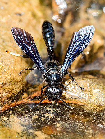 Trypoxylon  SQUARE-HEADED WASP 9050695z