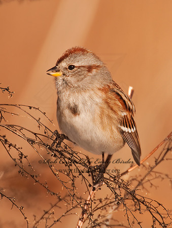Spizelloides arborea  AMERICAN TREE SPARROW 3006173z