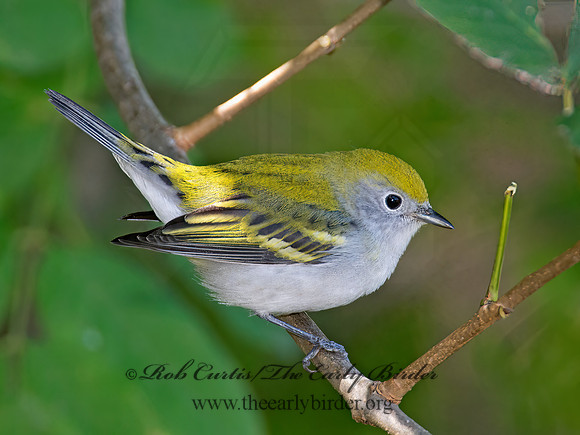 Setophaga pennsylvanica  CHESTNUT-SIDED WARBLER 9005300z
