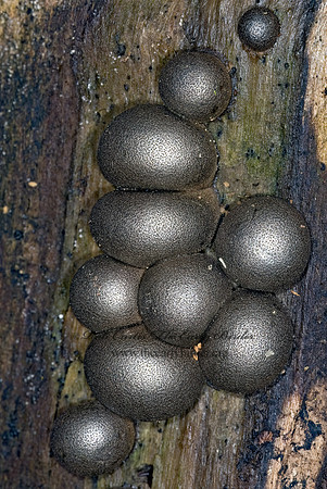 Lycogala epidendrum  GROENING'S SLIME 6016251z