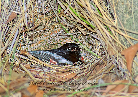 Myioborus pictus  PAINTED REDSTART 95204z