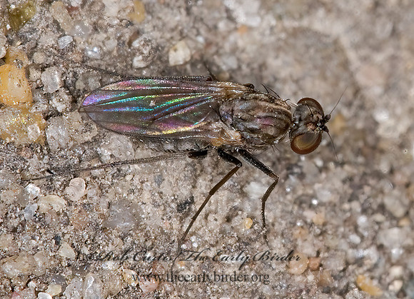 Medetera  LONGLEGGED FLY~ 6015863z