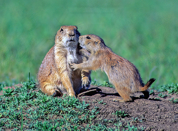 Cynomys ludovicianus  BLACK-TAILED PRAIRIE DOG 134508z