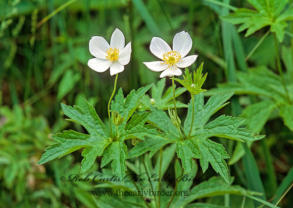 Anemone canadensis  CANADA ANEMONE 267420z