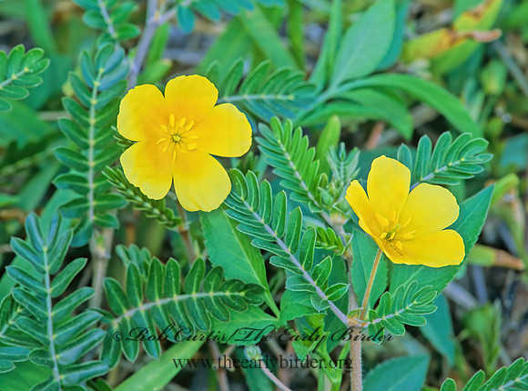 Tribulus cistoides  BURRNUT 248511z
