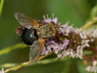 Archytas analis complex TACHIND FLY 9050811z