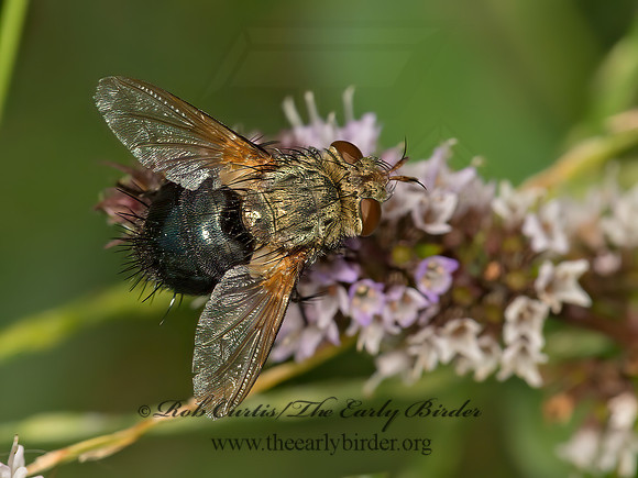 Archytas analis complex  TACHIND FLY 9050811z