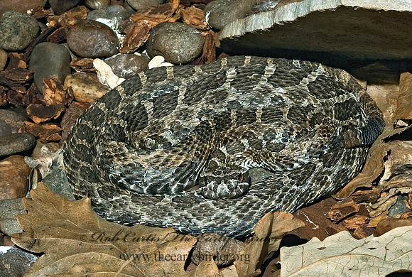 Sistrurus catenatus  EASTERN MASSAUGA 5011075z