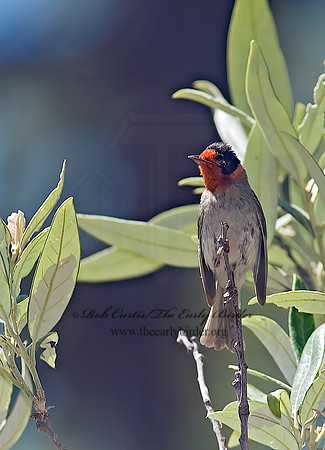 Cardellina rubifrons  RED-FACED WARBLER 6026492z