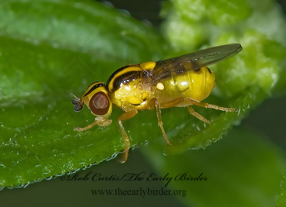 Thaumatomyia glabra FRIT FLY 6012619 z