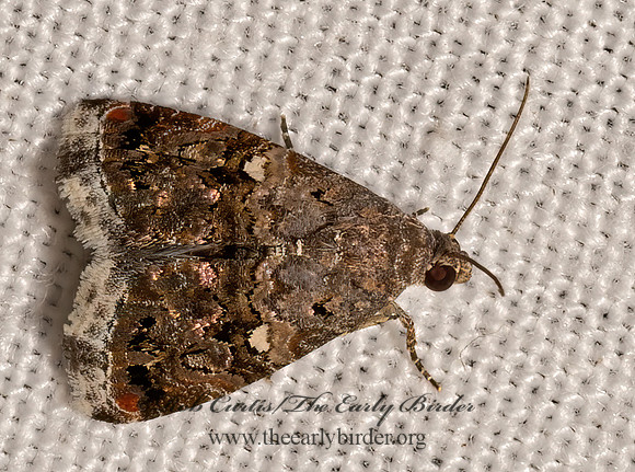 Tripudia luxuriosa  COBUBATHINAE OWLET MOTH 3034913z