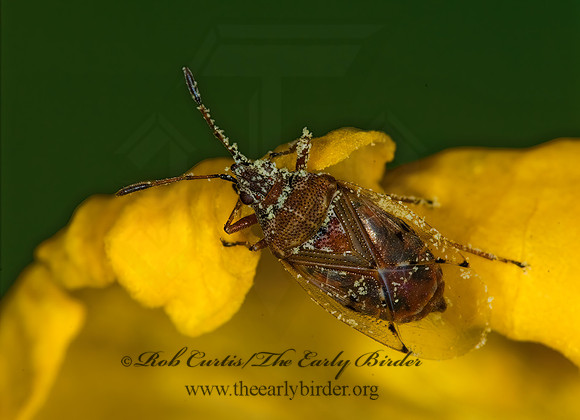 Kleidocerys resedae 6021884z