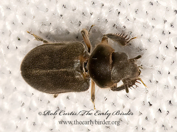 Heterocerus  VARIEGATED MUD-LOVING BEETLE 3041796z