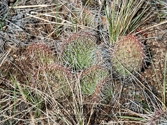 Opuntia polyacantha  STARVATION PRICKLY-PEAR 8035917z