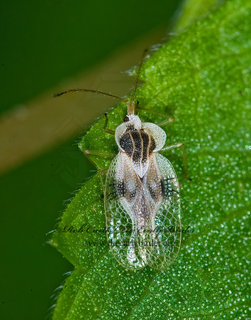 Gargaphia tiliae 6014153z