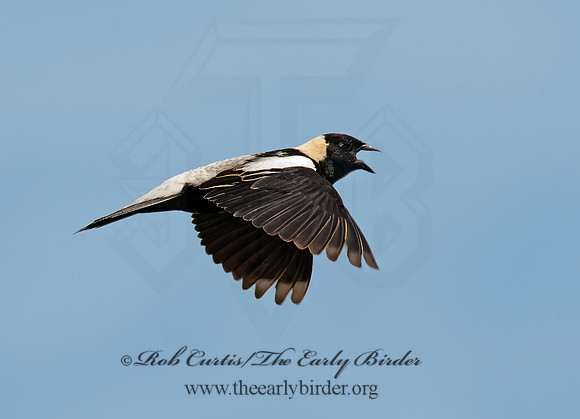 Dolichonyx oryzivorus  BOBOLINK 8025866z