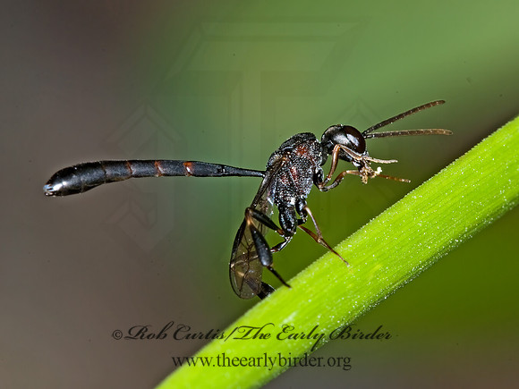 Gasteruption assectator 6011209z