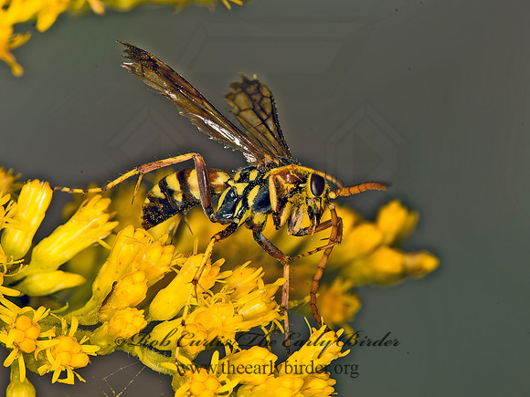 Poecilopompilus interruptus  STRIPED SPIDER WASP 9053425z